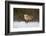 Red Fox-Joe McDonald-Framed Photographic Print