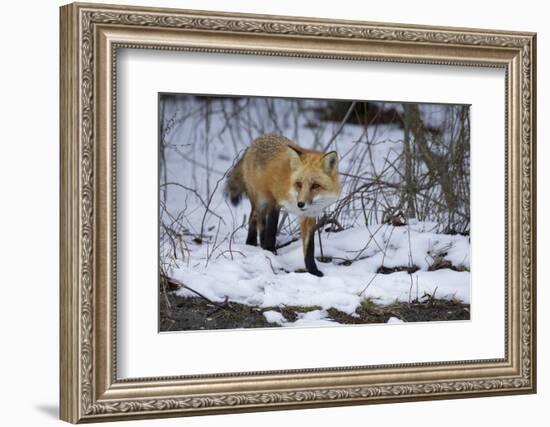 Red Fox-Joe McDonald-Framed Photographic Print