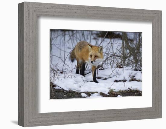 Red Fox-Joe McDonald-Framed Photographic Print