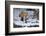 Red Fox-Joe McDonald-Framed Photographic Print