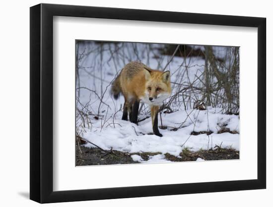 Red Fox-Joe McDonald-Framed Photographic Print