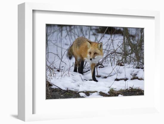 Red Fox-Joe McDonald-Framed Photographic Print