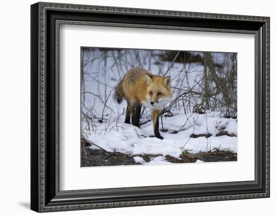 Red Fox-Joe McDonald-Framed Photographic Print