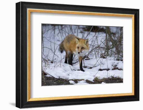 Red Fox-Joe McDonald-Framed Photographic Print