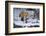 Red Fox-Joe McDonald-Framed Photographic Print