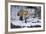 Red Fox-Joe McDonald-Framed Photographic Print