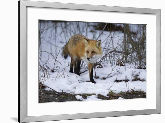 Red Fox-Joe McDonald-Framed Photographic Print