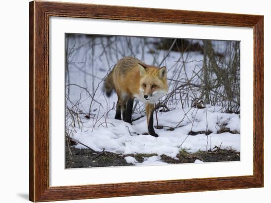 Red Fox-Joe McDonald-Framed Photographic Print