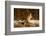 Red Fox-Joe McDonald-Framed Photographic Print