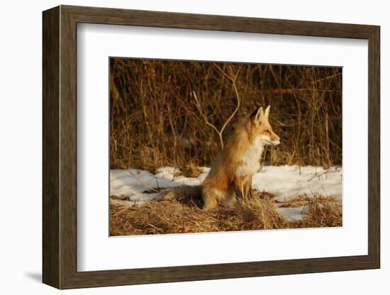 Red Fox-Joe McDonald-Framed Photographic Print