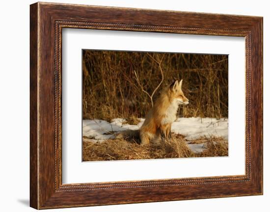 Red Fox-Joe McDonald-Framed Photographic Print