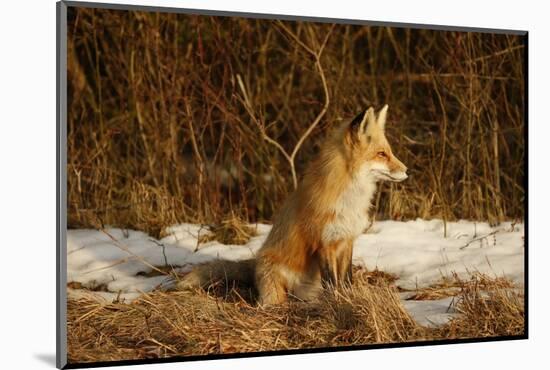 Red Fox-Joe McDonald-Mounted Photographic Print