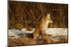 Red Fox-Joe McDonald-Mounted Photographic Print