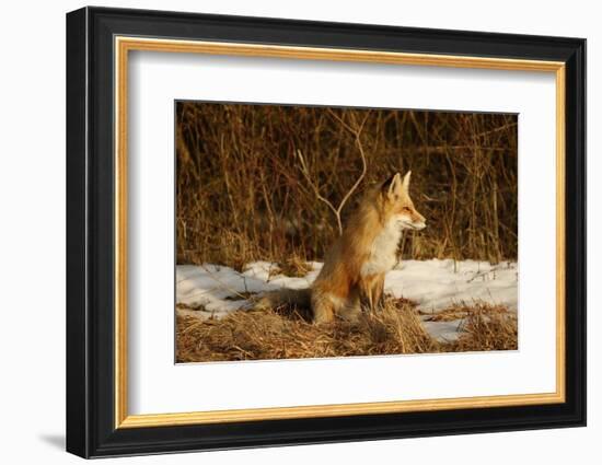 Red Fox-Joe McDonald-Framed Photographic Print