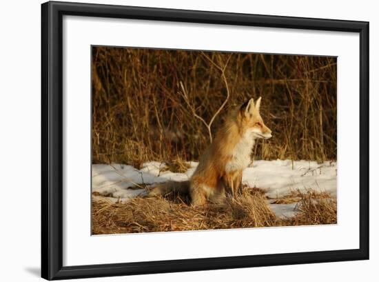 Red Fox-Joe McDonald-Framed Photographic Print