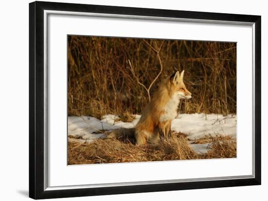 Red Fox-Joe McDonald-Framed Photographic Print