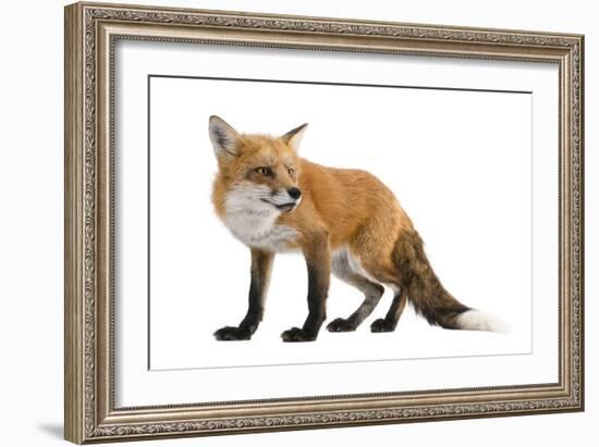 Red Fox-Life on White-Framed Photographic Print