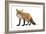 Red Fox-Life on White-Framed Photographic Print