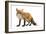 Red Fox-Life on White-Framed Photographic Print