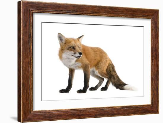 Red Fox-Life on White-Framed Photographic Print