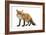 Red Fox-Life on White-Framed Photographic Print