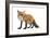 Red Fox-Life on White-Framed Photographic Print