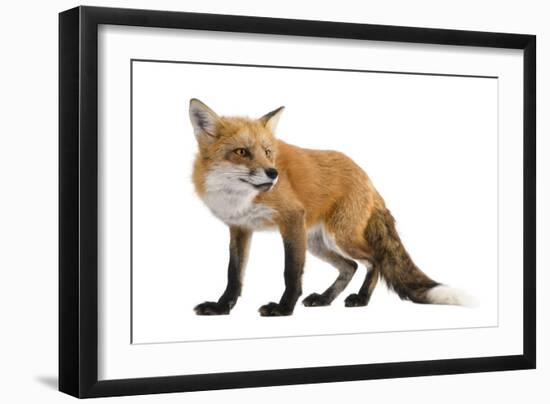 Red Fox-Life on White-Framed Photographic Print