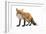 Red Fox-Life on White-Framed Photographic Print