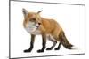 Red Fox-Life on White-Mounted Photographic Print