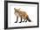 Red Fox-Life on White-Framed Photographic Print