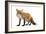 Red Fox-Life on White-Framed Photographic Print