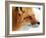 Red Fox-Alain Turgeon-Framed Photographic Print