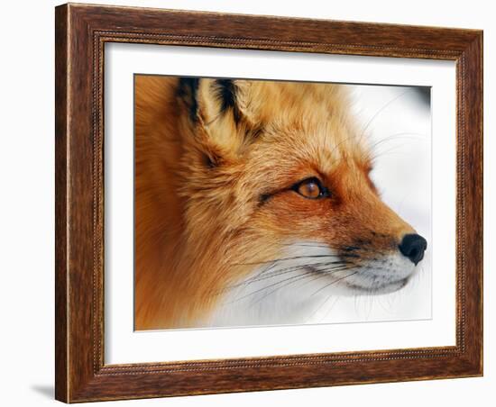 Red Fox-Alain Turgeon-Framed Photographic Print