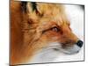 Red Fox-Alain Turgeon-Mounted Photographic Print