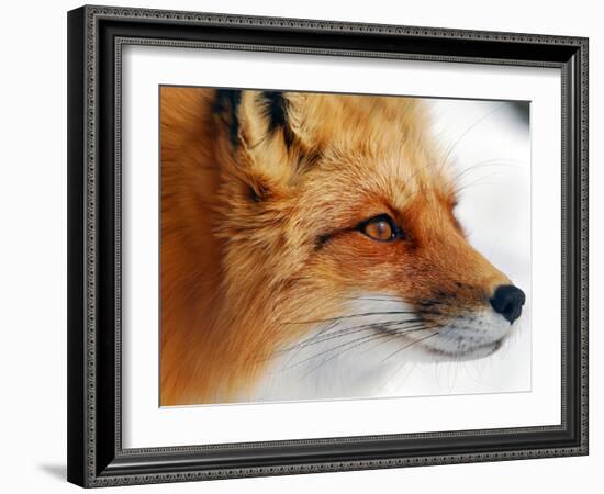 Red Fox-Alain Turgeon-Framed Photographic Print