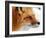 Red Fox-Alain Turgeon-Framed Photographic Print