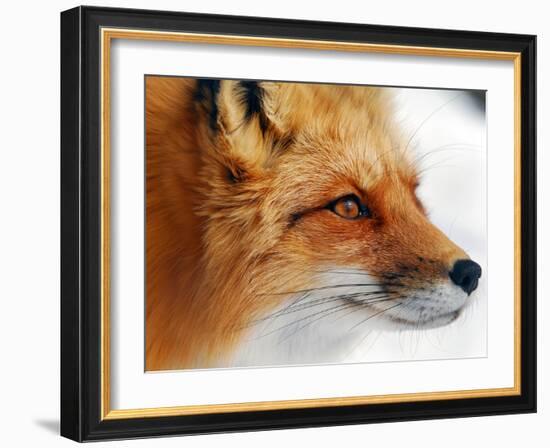 Red Fox-Alain Turgeon-Framed Photographic Print