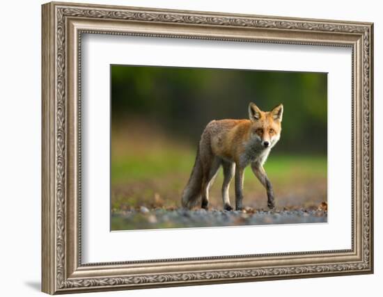 Red Fox-Milan Zygmunt-Framed Photographic Print