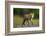 Red Fox-Milan Zygmunt-Framed Photographic Print