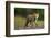 Red Fox-Milan Zygmunt-Framed Photographic Print