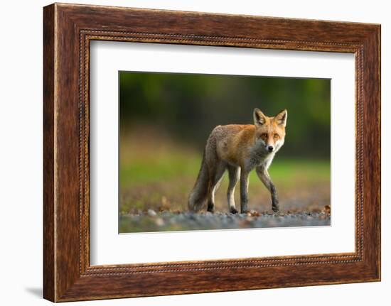 Red Fox-Milan Zygmunt-Framed Photographic Print