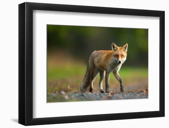 Red Fox-Milan Zygmunt-Framed Photographic Print