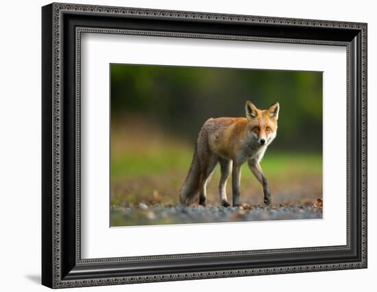 Red Fox-Milan Zygmunt-Framed Photographic Print