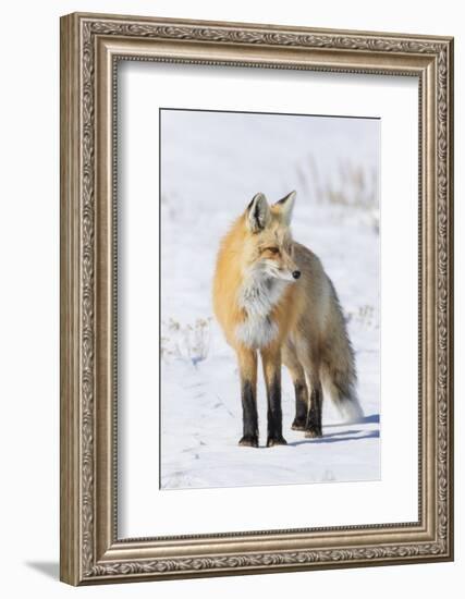 Red Fox-Ken Archer-Framed Photographic Print