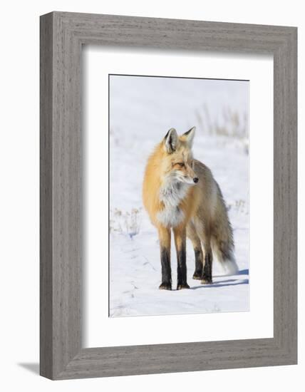 Red Fox-Ken Archer-Framed Photographic Print