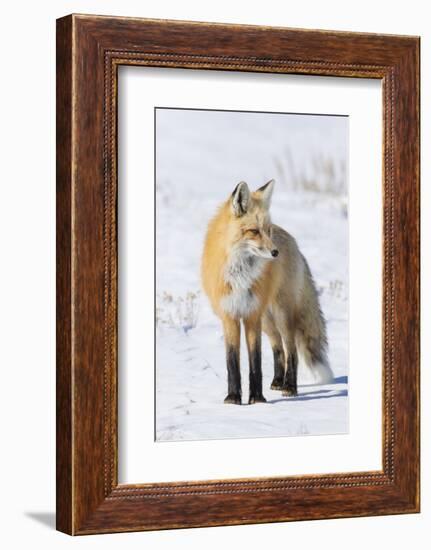 Red Fox-Ken Archer-Framed Photographic Print