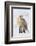 Red Fox-Ken Archer-Framed Photographic Print