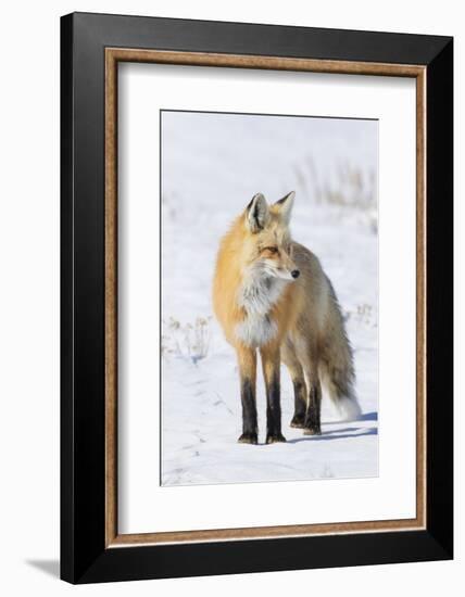 Red Fox-Ken Archer-Framed Photographic Print