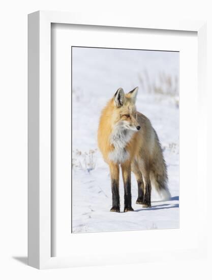 Red Fox-Ken Archer-Framed Photographic Print