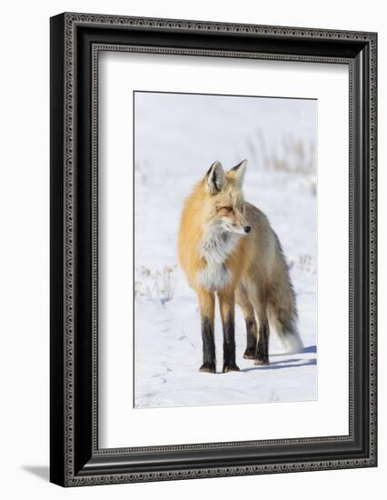 Red Fox-Ken Archer-Framed Photographic Print